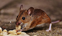 24 Hour & Emergency Exterminators in University Of Hawaii, HI